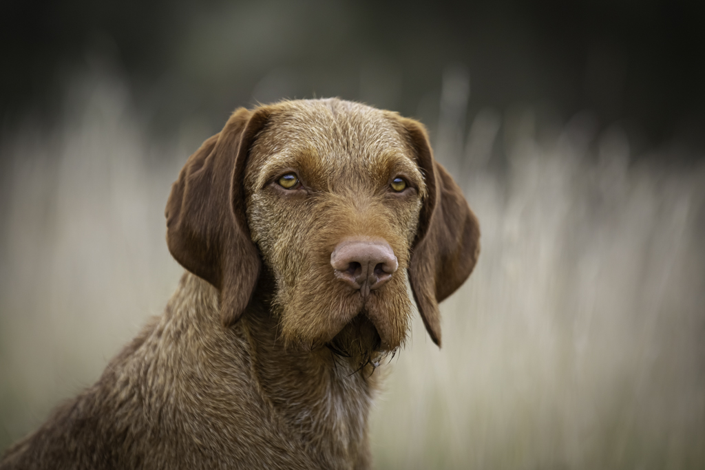 Wirehaired Vizsla